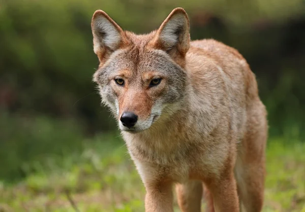 Ősz folyamán Coyote — Stock Fotó