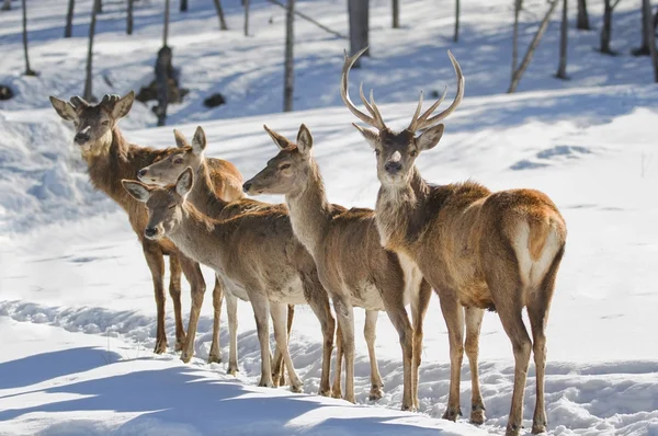 Kızıl geyik sürüsü