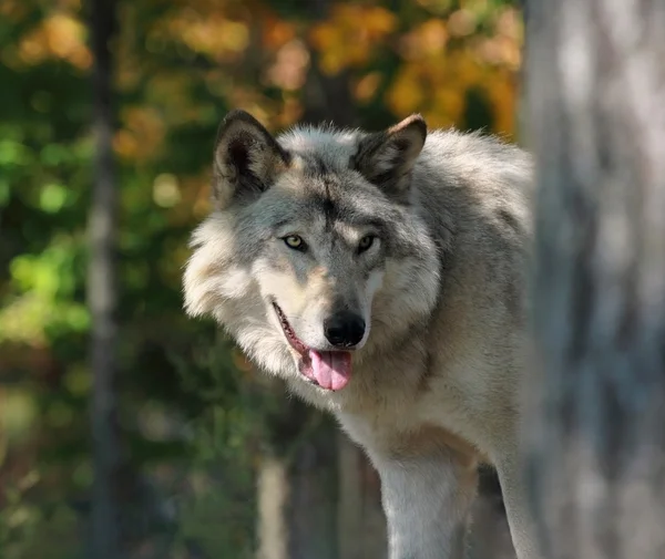 Retrato de lobo — Fotografia de Stock