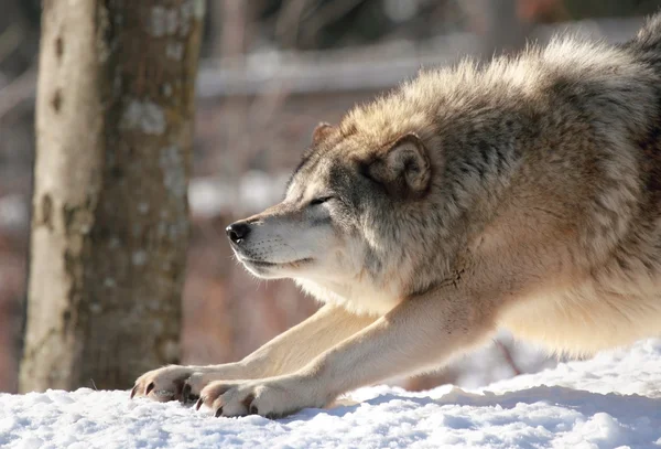 회색 늑대 피곤된 — 스톡 사진