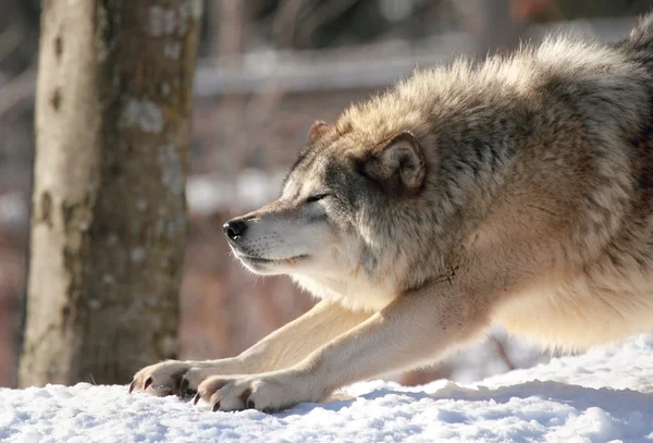 Grauwolf müde — Stockfoto