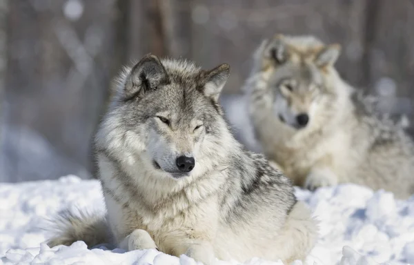 Grijze wolf in de natuur — Stockfoto