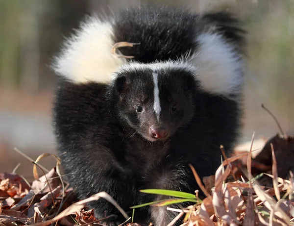 Skunk in de natuur — Stockfoto