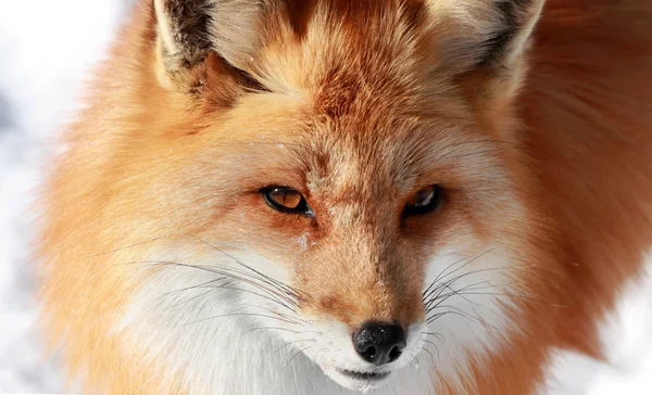 Rosto de raposa vermelha — Fotografia de Stock