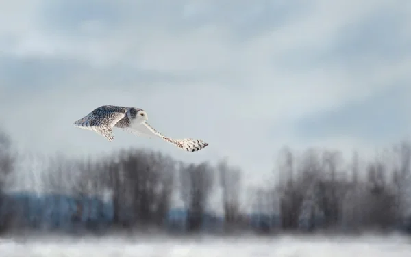 Sněžná sova létání — Stock fotografie