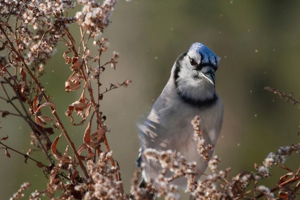 Ghiandaia blu in natura — Foto Stock