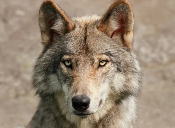 Primer plano de lobo gris — Foto de Stock