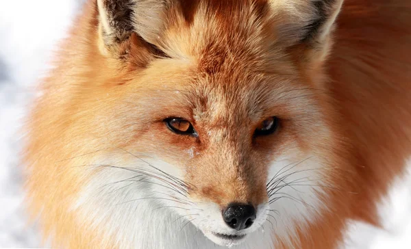 Fox Face Pictures Fox Face Stock Photos Images Depositphotos