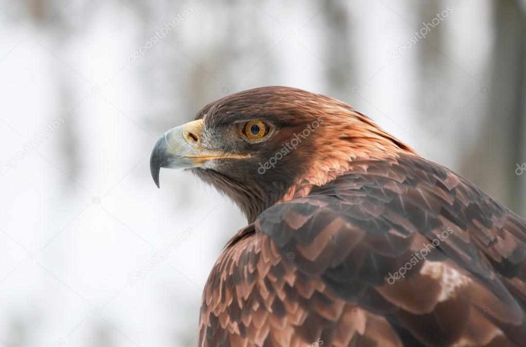 golden eagle in nature