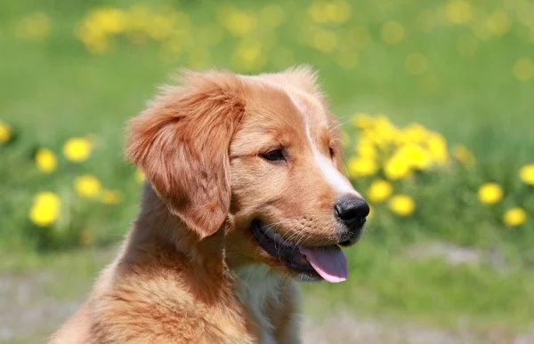 Golden retriever during summer — Stock Photo, Image