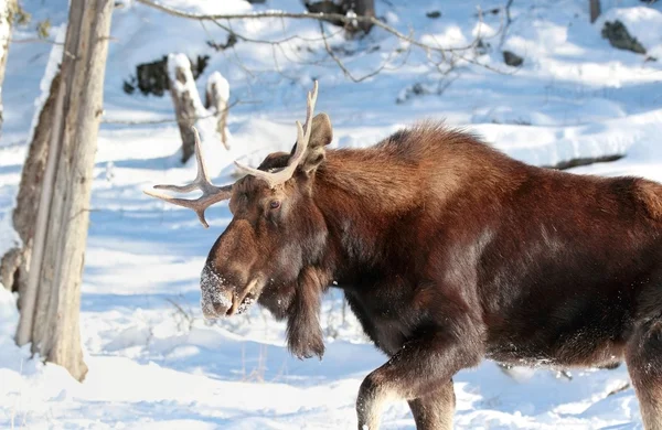 Moose in nature — Stock Photo, Image