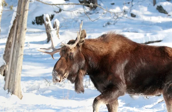 Älg i naturen — Stockfoto