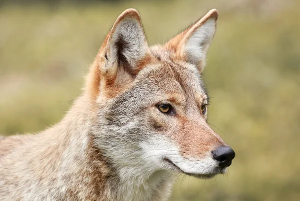 Twarz kojot — Zdjęcie stockowe