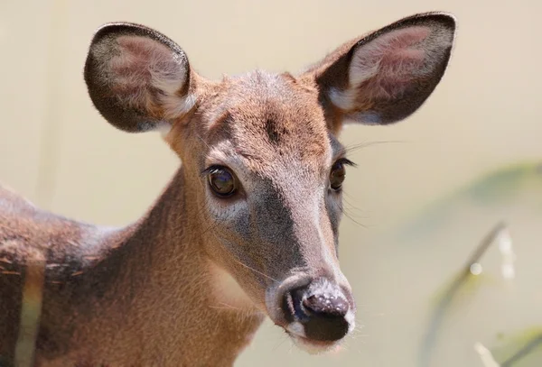 Visage de cerf femelle — Photo