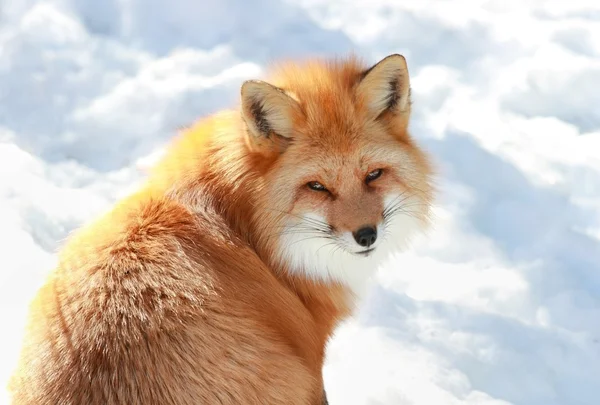 Portret red Fox — Zdjęcie stockowe