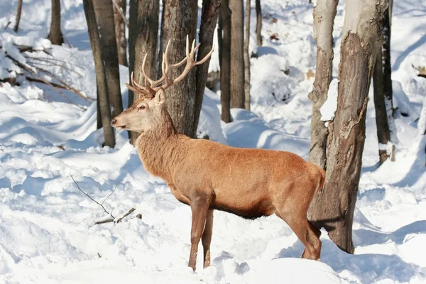 Cerf rouge en hiver — Photo