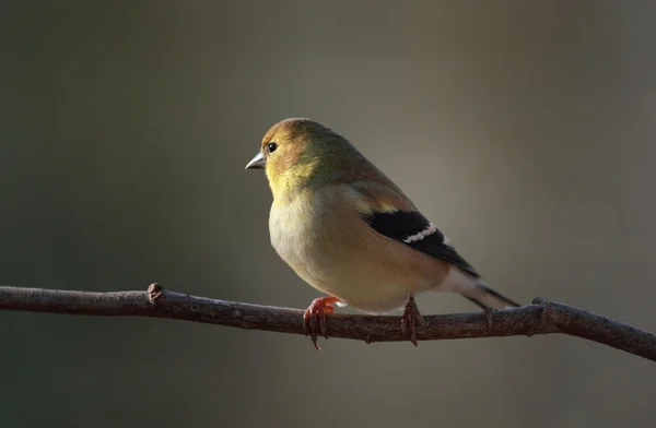 Pajarito en la naturaleza — Foto de Stock