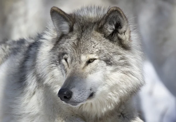 Gesicht des grauen Wolfes — Stockfoto