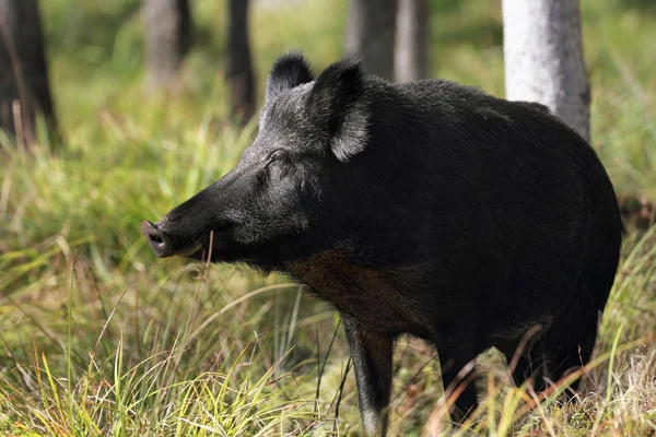 Doğadaki yaban domuzu