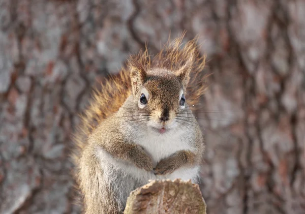 Grote eekhoorn in de natuur — Stockfoto