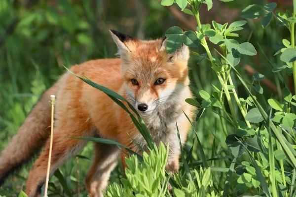 Red fox in bos — Stockfoto