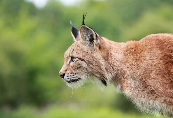 Bobcat profili — Stok fotoğraf