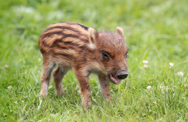 Bebek yaban domuzu