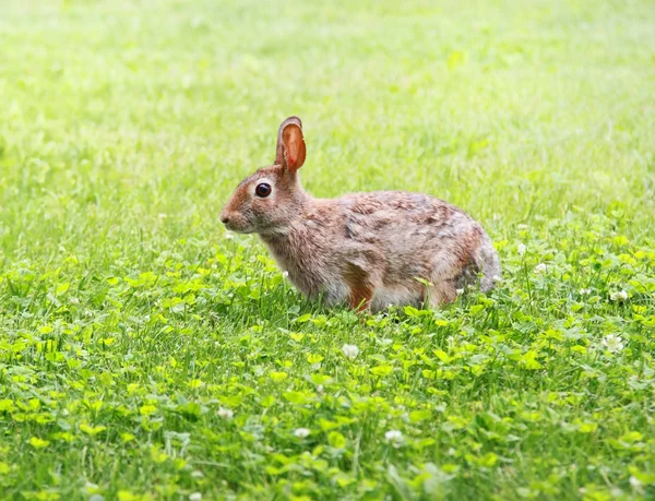 Hare i gräs — Stockfoto