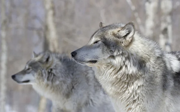 Profiel van:: grijze wolf — Stockfoto