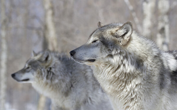 Profile of gray wolf in nature during winter