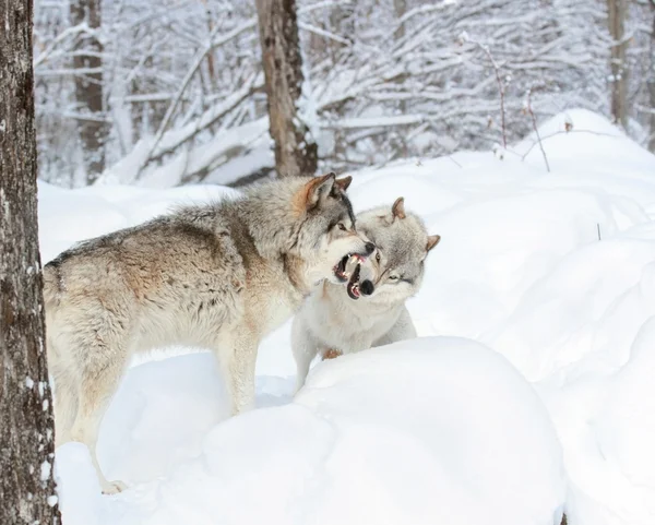 Grijze wolven combat — Stockfoto