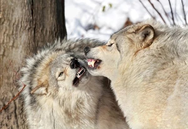Grijze wolven vechten — Stockfoto