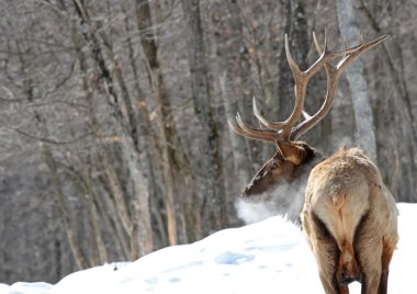 Elk soğuk gün boyunca