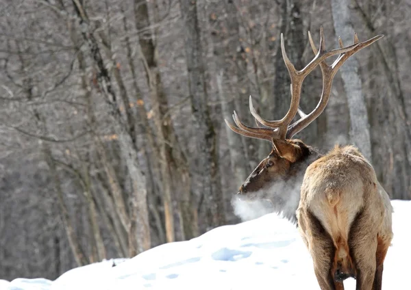 Elk soğuk gün boyunca