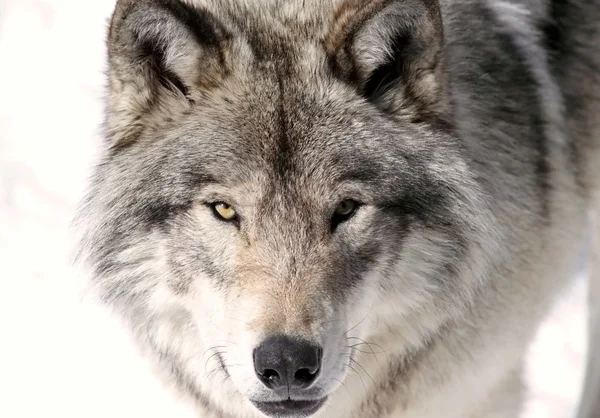 Gesicht des Wolfes — Stockfoto