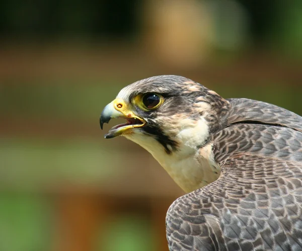 Falke in der Natur — Stockfoto