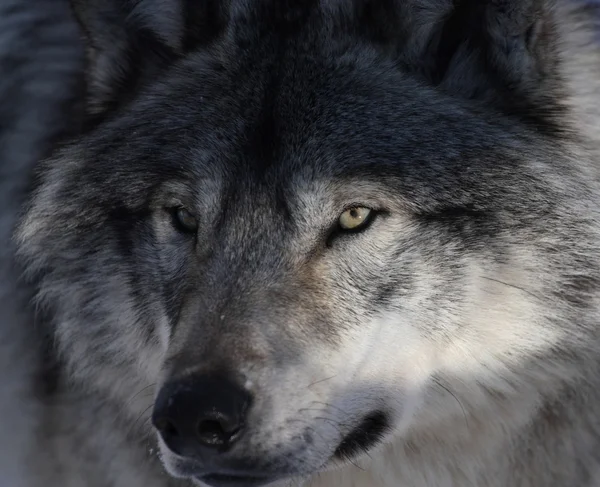 Gezicht van grote wolf — Stockfoto