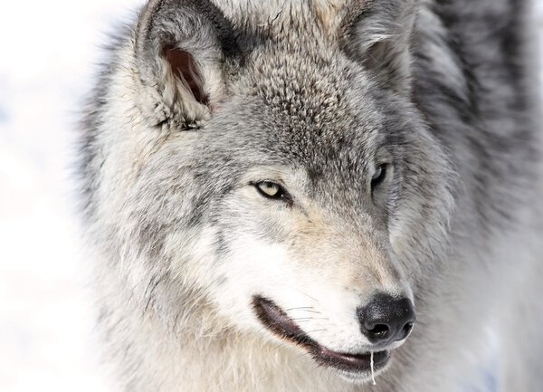 Portrait of gray wolf in nature