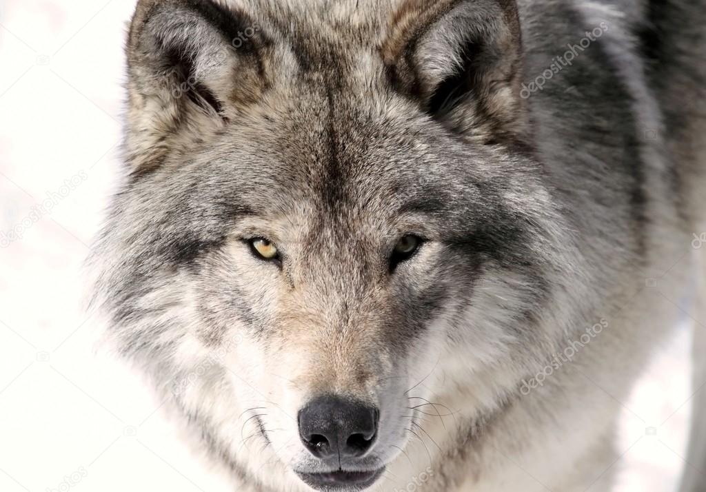 face of wolf