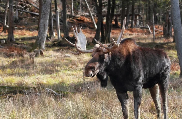 Elch im Wald — Stockfoto