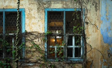 Bitkilerle kaplı pencere