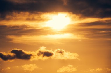 Sarı hibiscus yakın çekim