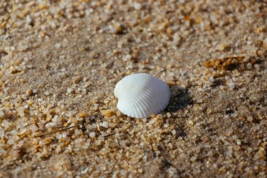 Seashell kadar kapatın