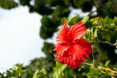 Hibiscus rosa-sinensis