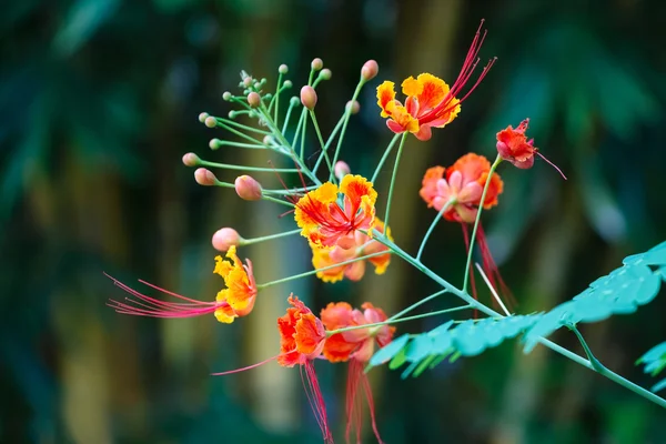 Крупним планом барвиста квітка — стокове фото