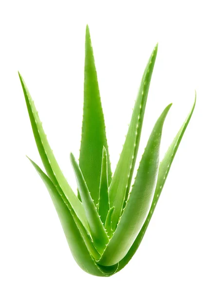 Aloe vera bitkisi beyaz arkaplanda izole edildi - kırpma yolu dahil