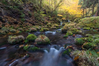 Sonbahar ormanında şelale