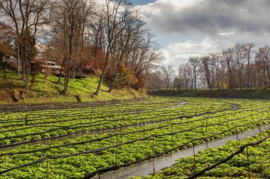 Yeşil bahçeleri ve sonbahar ağaçlar