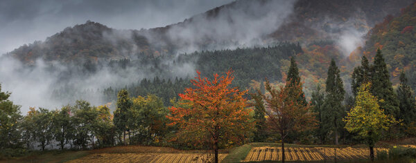 Picturesque view of autumn woods