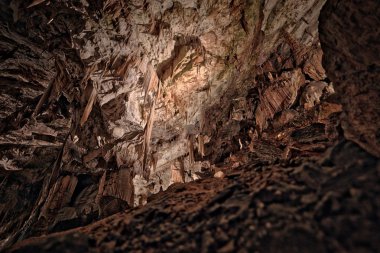 Postojna grotte Slovenya